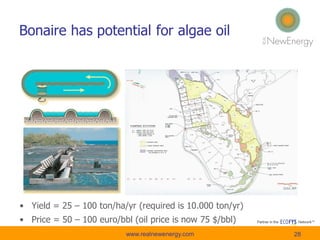 Bonaire has potential for algae oil
• Yield = 25 – 100 ton/ha/yr (required is 10.000 ton/yr)
• Price = 50 – 100 euro/bbl (oil price is now 75 $/bbl)
28www.realnewenergy.com
 