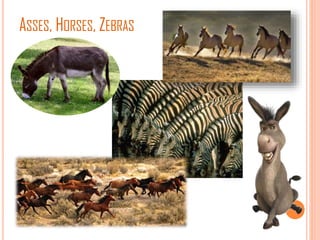 Science equidae(animal) | PPTX