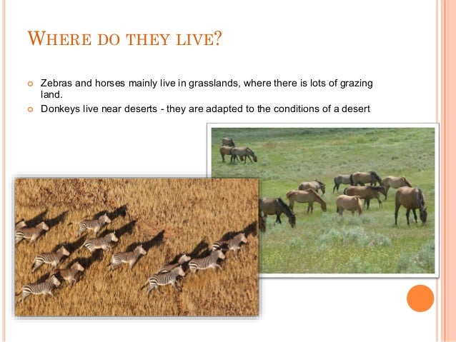 science equidae animal where do horse flies live