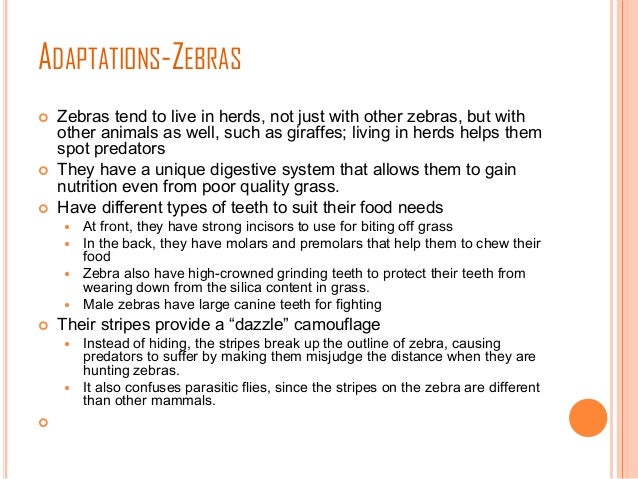 Science Equidae Animal