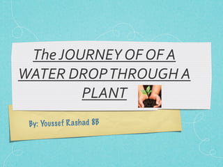 The JOURNEY OF OF A 
WATER DROP THROUGH A 
        PLANT 
 By: Youss ef R a sh ad 8B
 