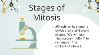 Stages of
Mitosis
● Mitosis or M phase is
divided into different
stages. We will use
the acronym PMAT to
remember the
different stages.
 