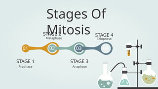 Stages Of
Mitosis
Prophase
STAGE 1
Anaphase
STAGE 3
Telophase
STAGE 4
Metaphase
STAGE 2
02
01 03 04
 