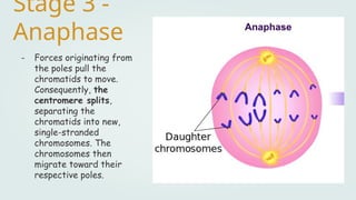 Stage 3 -
Anaphase
- Forces originating from
the poles pull the
chromatids to move.
Consequently, the
centromere splits,
separating the
chromatids into new,
single-stranded
chromosomes. The
chromosomes then
migrate toward their
respective poles.
 