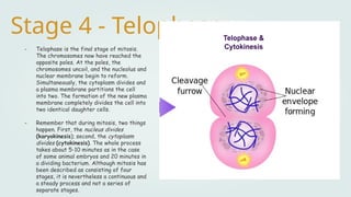 Stage 4 - Telophase
- Telophase is the final stage of mitosis.
The chromosomes now have reached the
opposite poles. At the poles, the
chromosomes uncoil, and the nucleolus and
nuclear membrane begin to reform.
Simultaneously, the cytoplasm divides and
a plasma membrane partitions the cell
into two. The formation of the new plasma
membrane completely divides the cell into
two identical daughter cells.
- Remember that during mitosis, two things
happen. First, the nucleus divides
(karyokinesis); second, the cytoplasm
divides (cytokinesis). The whole process
takes about 5-10 minutes as in the case
of some animal embryos and 20 minutes in
a dividing bacterium. Although mitosis has
been described as consisting of four
stages, it is nevertheless a continuous and
a steady process and not a series of
separate stages.
 