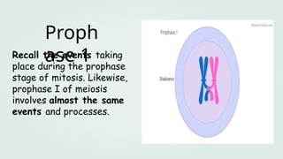 Recall the events taking
place during the prophase
stage of mitosis. Likewise,
prophase I of meiosis
involves almost the same
events and processes.
Proph
ase 1
 