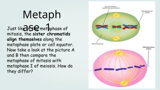 Just like in the metaphase of
mitosis, the sister chromatids
align themselves along the
metaphase plate or cell equator.
Now take a look at the picture A
and B then compare the
metaphase of mitosis with
metaphase I of meiosis. How do
they differ?
Metaph
ase 1
 