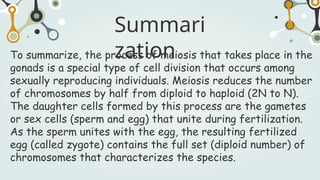 To summarize, the process of meiosis that takes place in the
gonads is a special type of cell division that occurs among
sexually reproducing individuals. Meiosis reduces the number
of chromosomes by half from diploid to haploid (2N to N).
The daughter cells formed by this process are the gametes
or sex cells (sperm and egg) that unite during fertilization.
As the sperm unites with the egg, the resulting fertilized
egg (called zygote) contains the full set (diploid number) of
chromosomes that characterizes the species.
Summari
zation
 