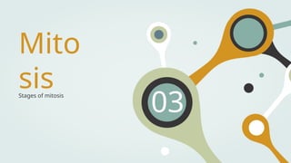 Mito
sis
Stages of mitosis
03
 