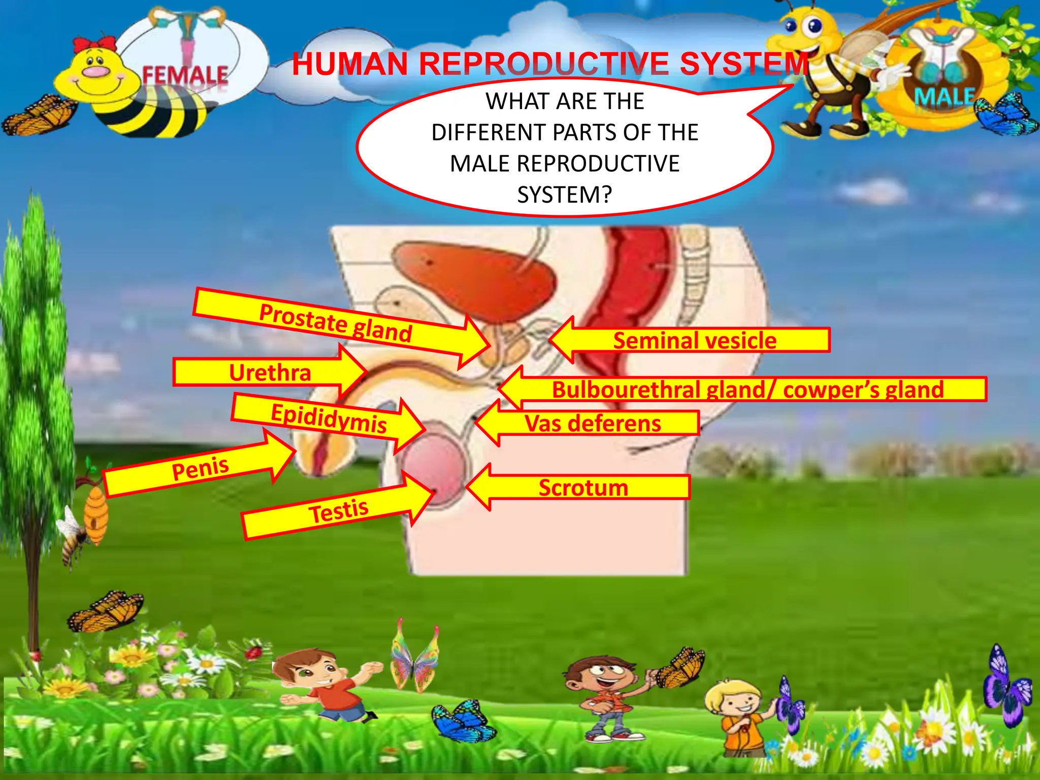 science-male-and-female-Reproductive-system.pptx