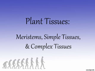 Plant Tissues:
Meristems, Simple Tissues,
& Complex Tissues
 
