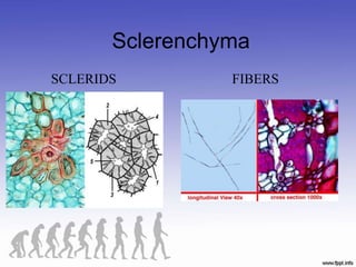 Sclerenchyma
SCLERIDS FIBERS
 
