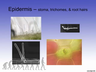 Epidermis – stoma, trichomes, & root hairs
 