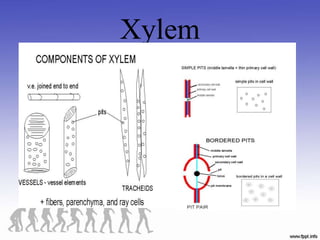 Xylem
 