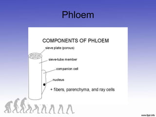 Phloem
 