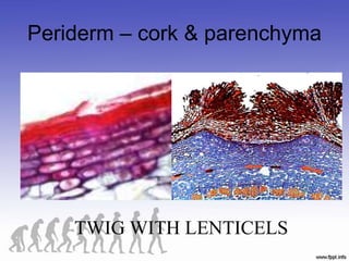 Periderm – cork & parenchyma
TWIG WITH LENTICELS
 