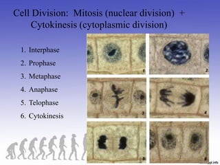 1. Interphase
2. Prophase
3. Metaphase
4. Anaphase
5. Telophase
6. Cytokinesis
Cell Division: Mitosis (nuclear division) +
Cytokinesis (cytoplasmic division)
 