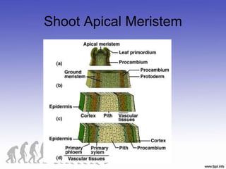 Shoot Apical Meristem
 