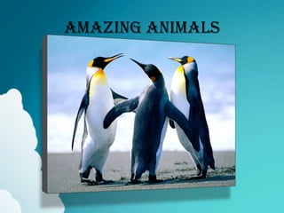 AMAZING ANIMALS
 