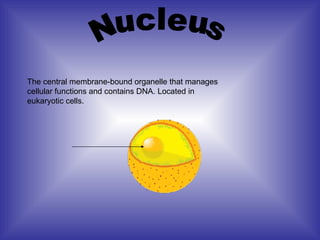 Nucleus The central membrane-bound organelle that manages cellular functions and contains DNA. Located in eukaryotic cells. 