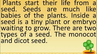 Plants start their life from a
seed. Seeds are much like
babies of the plants. Inside a
seed is a tiny plant or embryo
waiting to grow. There are two
types of a seed. The monocot
and dicot seed.
 