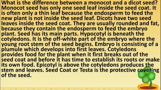 What is the difference between a monocot and a dicot seed?
Monocot seed has only one seed leaf inside the seed coat. It
is often only a thin leaf because the endosperm to feed the
new plant is not inside the seed leaf. Dicots have two seed
leaves inside the seed coat. They are usually rounded and fat,
because they contain the endosperm to feed the embryo
plant. Seed has its main parts. Hypocotyl is beneath the
cotyledons. It is the off-white part of the embryo where the
young root stem of the seed begins. Embryo is consisting of a
plumule which develops into first leaves. Cotyledons
provides food for the plant when it first breaks out of the
seed coat and before it has time to establish its roots or make
its own food. Epicotyl is above the cotyledons produces the
stem and leaves. Seed Coat or Testa is the protective covering
of the seed.
 