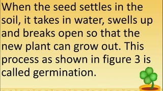 When the seed settles in the
soil, it takes in water, swells up
and breaks open so that the
new plant can grow out. This
process as shown in figure 3 is
called germination.
 
