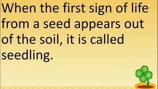 When the first sign of life
from a seed appears out
of the soil, it is called
seedling.
 