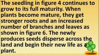 The seedling in figure 4 continues to
grow to its full maturity. When
plants become mature, they get
stronger roots and an increased
number of branches and leaves as
shown in figure 6. The newly
produces seeds disperse across the
land and begin their new life as a
plant.
 