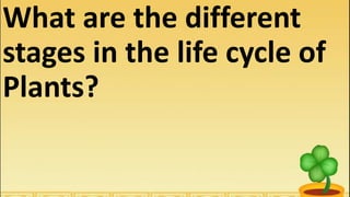 What are the different
stages in the life cycle of
Plants?
 