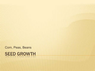 Corn, Peas, Beans

SEED GROWTH
 