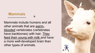 Mammals
Mammals include humans and all
other animals that are warm-
blooded vertebrates (vertebrates
have backbones) with hair. They
feed their young with milk and have
a more well-developed brain than
other types of animals.
 