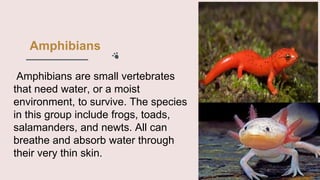 Amphibians
Amphibians are small vertebrates
that need water, or a moist
environment, to survive. The species
in this group include frogs, toads,
salamanders, and newts. All can
breathe and absorb water through
their very thin skin.
 