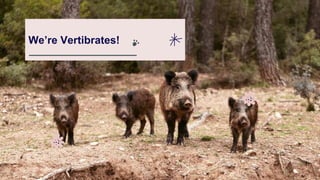 We’re Vertibrates!
 