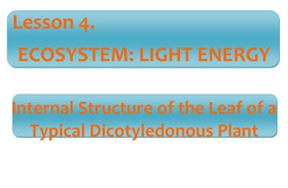 Lesson 4. 
ECOSYSTEM: LIGHT ENERGY 
Internal Structure of the Leaf of a 
Typical Dicotyledonous Plant 
 