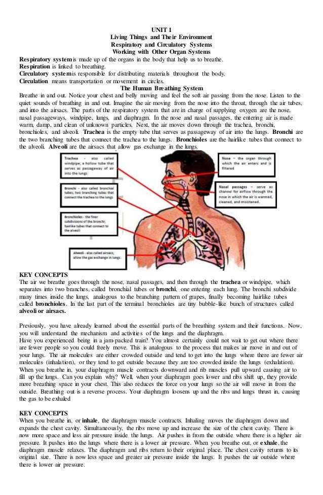 Science (1. Respiratory System and Circulatory System Working With Th…