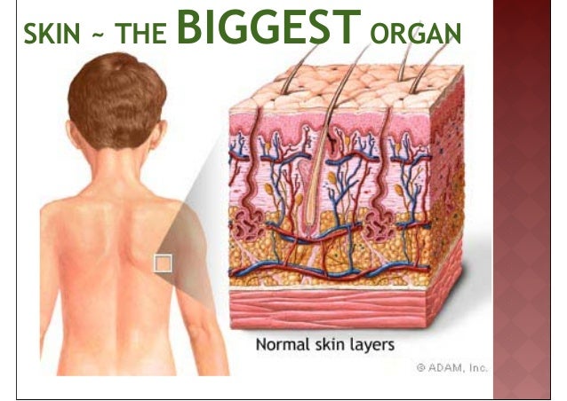 skin system skin system
