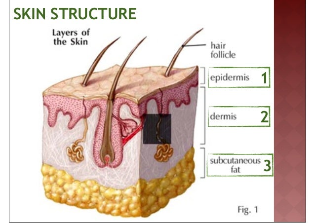 skin system skin system