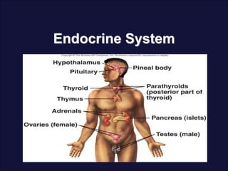 Endocrine System
 