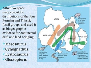 Alfred Wegener
mapped-out the
distributions of the four
Permian and Triassic
fossil groups and used it
as biogeographic
evidence for continental
drift and land bridging.
Mesosaurus
Cynognathus
Lystrosaurus
Glossopteris
 