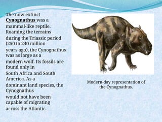 The now extinct
Cynognathus was a
mammal-like reptile.
Roaming the terrains
during the Triassic period
(250 to 240 million
years ago), the Cynognathus
was as large as a
modern wolf. Its fossils are
found only in
South Africa and South
America. As a
dominant land species, the
Cynognathus
would not have been
capable of migrating
across the Atlantic.
Modern-day representation of
the Cynognathus.
 