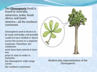The Glossopteris fossil is
found in Australia,
Antarctica, India, South
Africa, and South
America—all the southern
continents.
Glossopteris seed is known to
be large and bulky and possibly
could not have drifted or flown
across the oceans to a separate
continent. Therefore, the
continents
must have been joined at least
one
point in time in order to
maintain
the Glossopteris' wide range
across
the southern continents.
Modern-day representation of the
Glossopteris
 