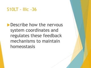 science 10 Q3 lesson nervous system melc-based | PDF