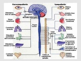 science 10 Q3 lesson nervous system melc-based | PDF