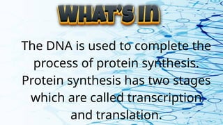 The DNA is used to complete the
process of protein synthesis.
Protein synthesis has two stages
which are called transcription
and translation.
 