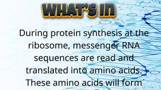 During protein synthesis at the
ribosome, messenger RNA
sequences are read and
translated into amino acids.
These amino acids will form
 