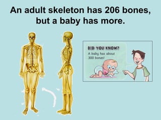 An adult skeleton has 206 bones, 
but a baby has more. 
 
