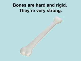 Bones are hard and rigid. 
They’re very strong. 
 
