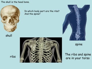 The skull is the head bone. 
skull 
ribs 
spine 
The ribs and spine 
are in your torso 
In which body part are the ribs? 
And the spine? 
 