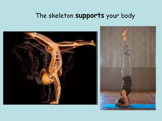 The skeleton supports your body 
 